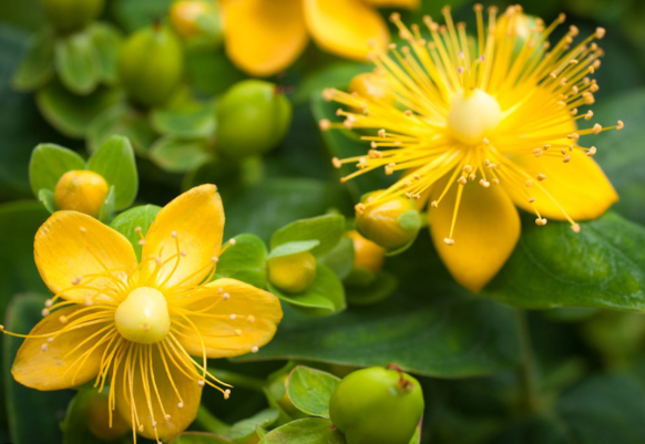 St. John's Wort flower detail - healing properties for tattoo care